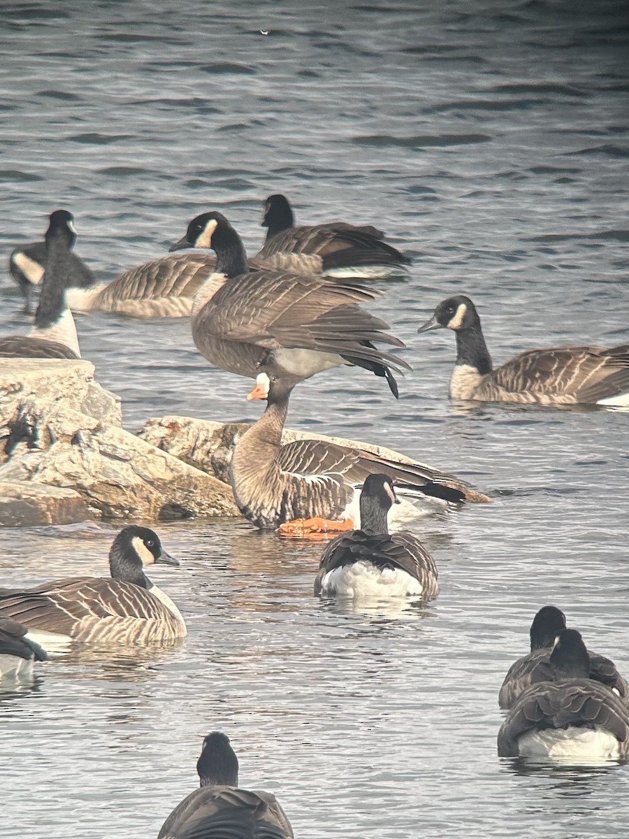 Greater White-fronted Goose - ML645656878