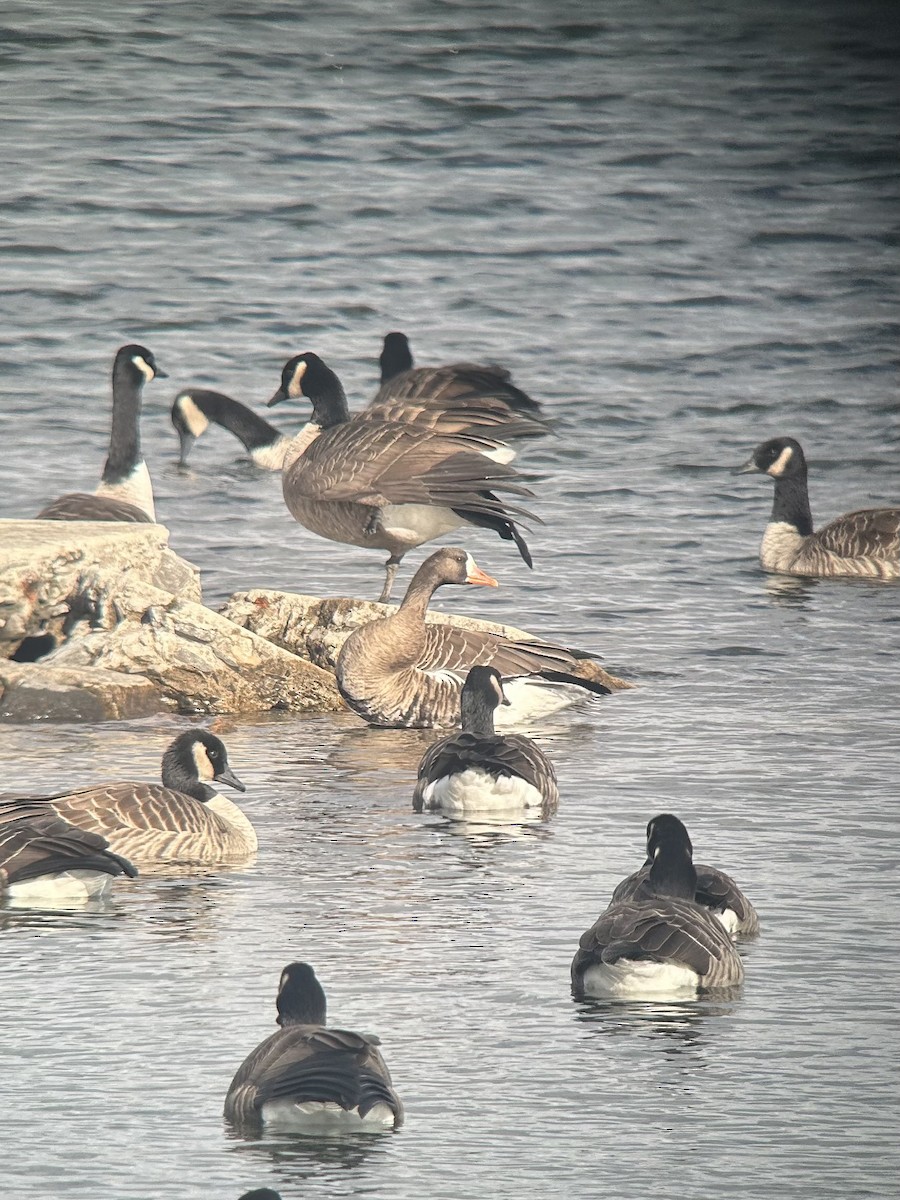 Greater White-fronted Goose - ML645656879