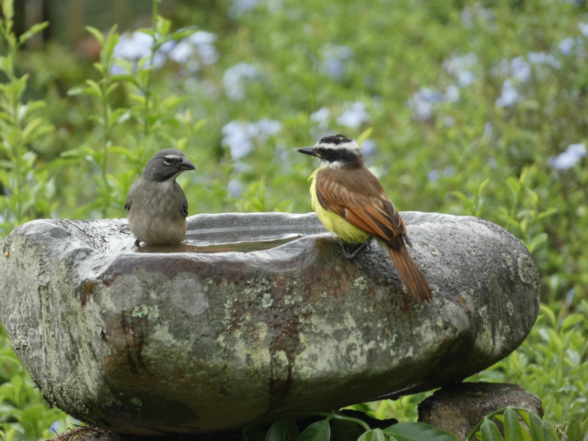 Olive-gray Saltator - ML645656882