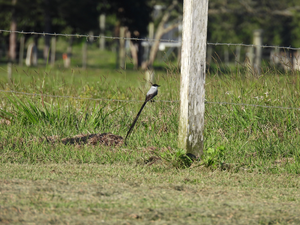 Fork-tailed Flycatcher - ML645656883