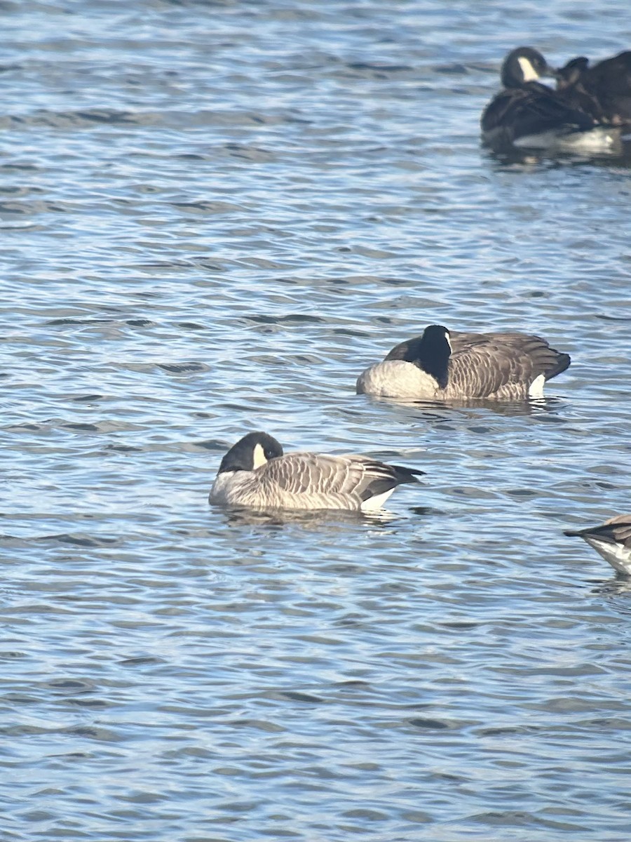 Cackling Goose - ML645656885