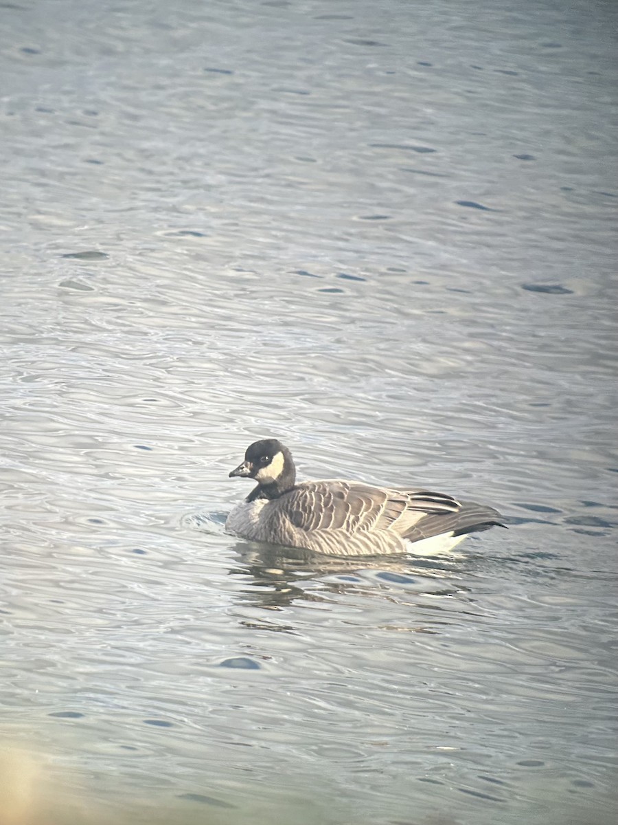 Cackling Goose - ML645656886