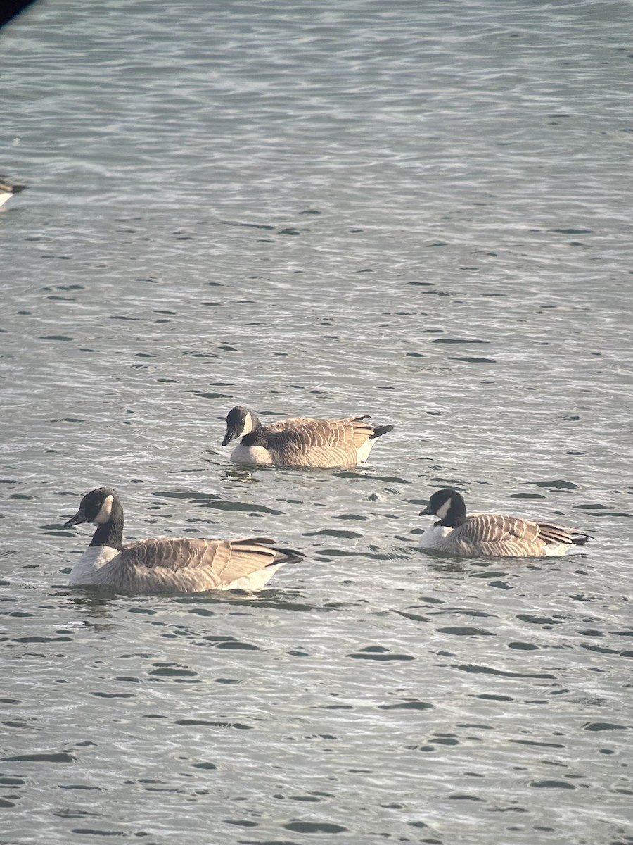 Cackling Goose - ML645656887