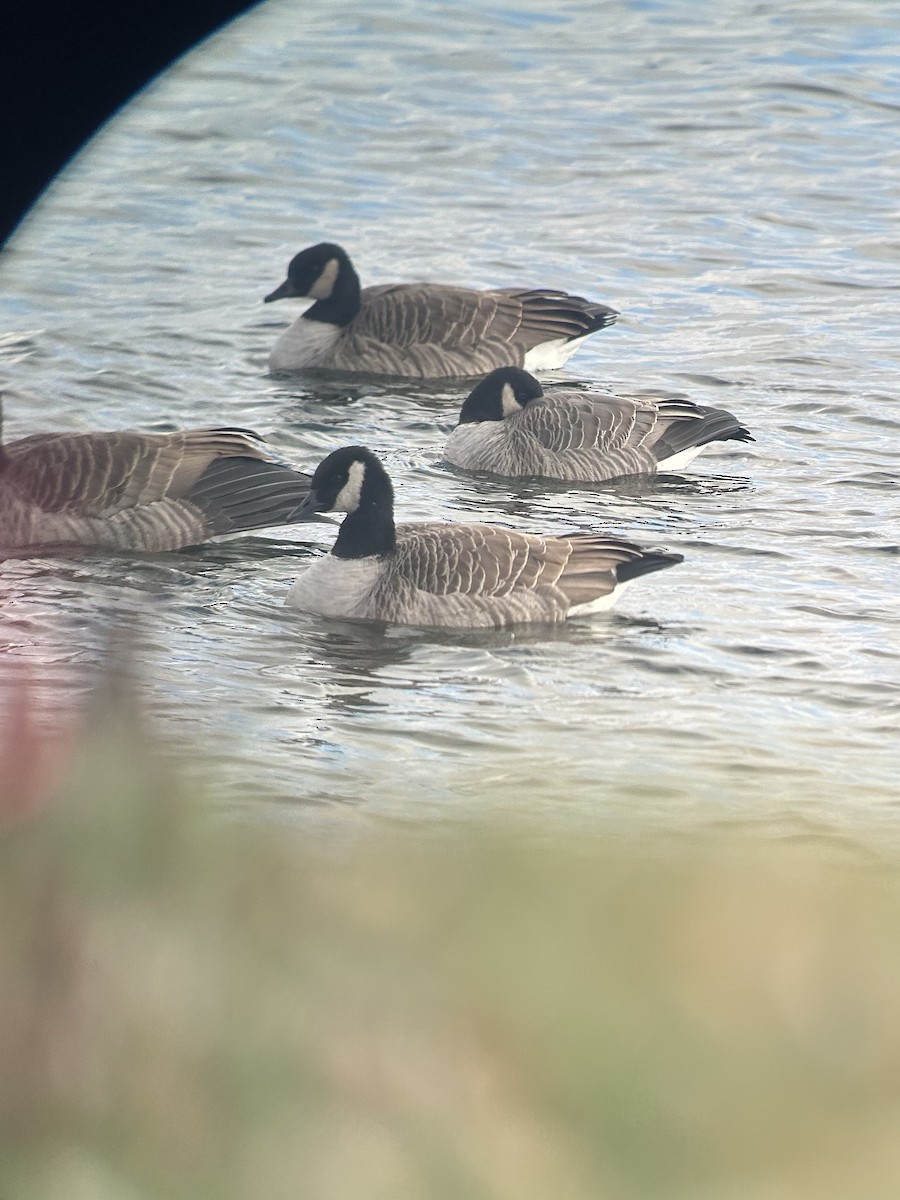 Cackling Goose - ML645656888