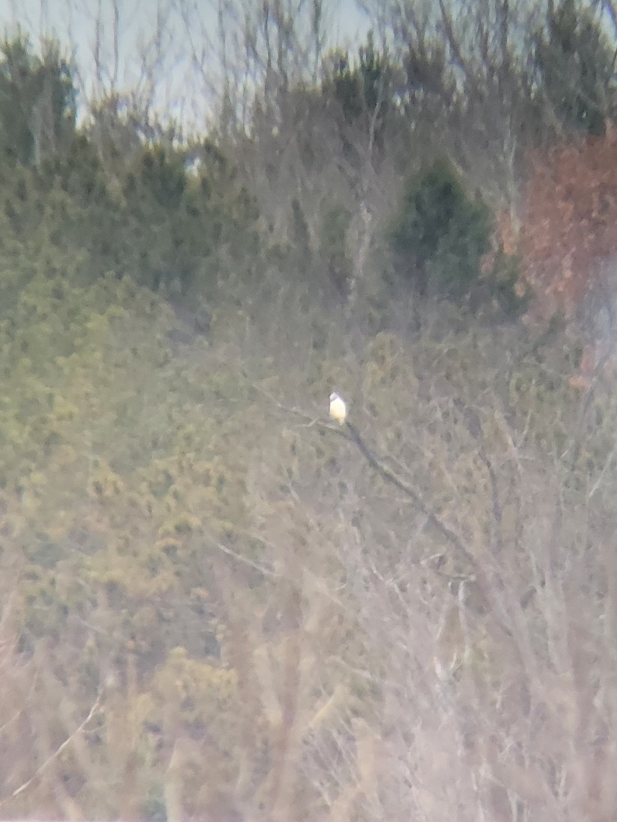 Red-tailed Hawk - ML645656894