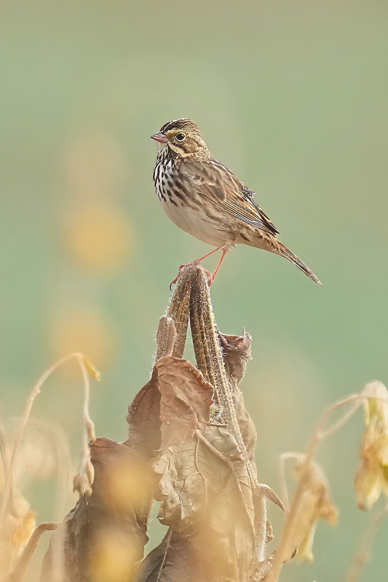 Savannah Sparrow - ML645656895