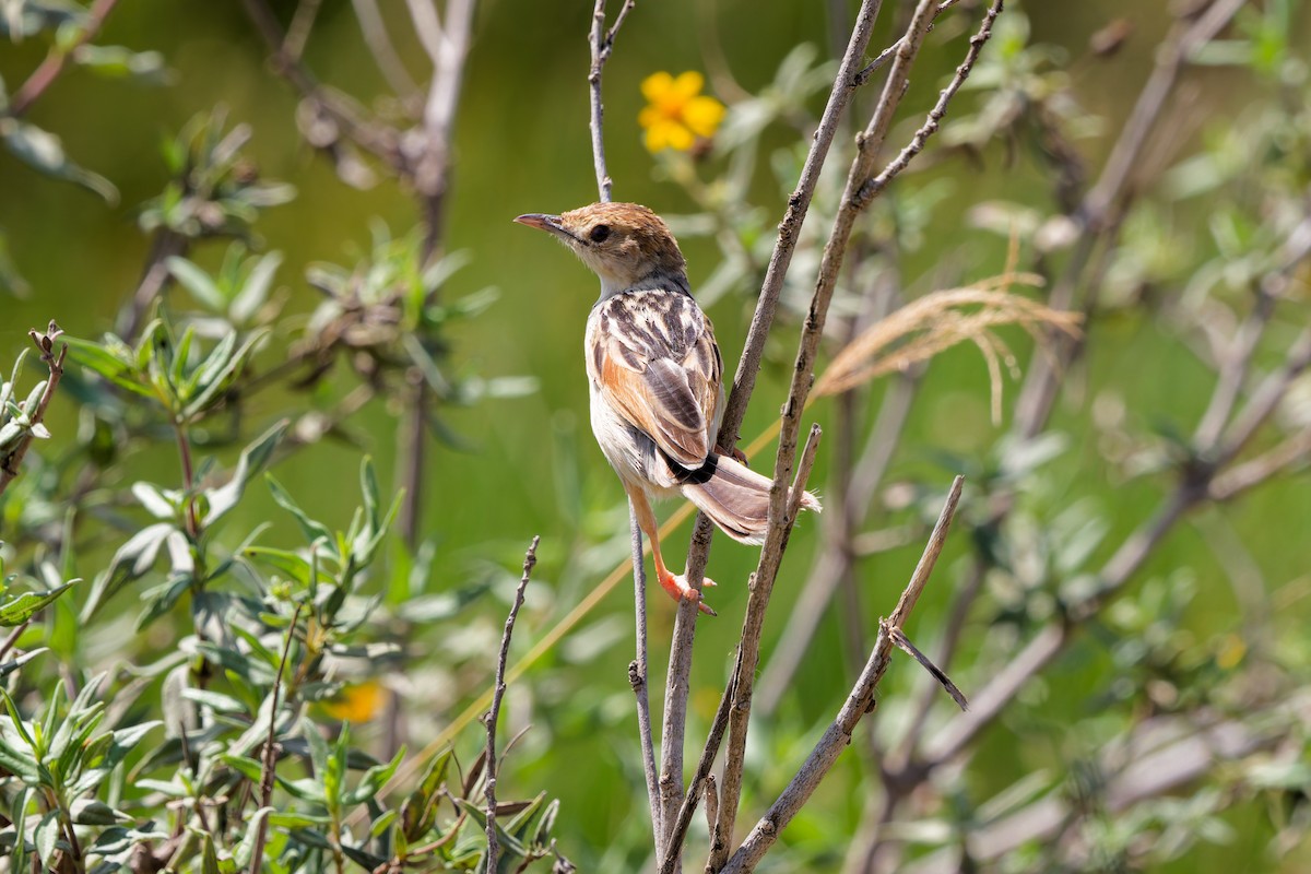 Winding Cisticola - ML645656900