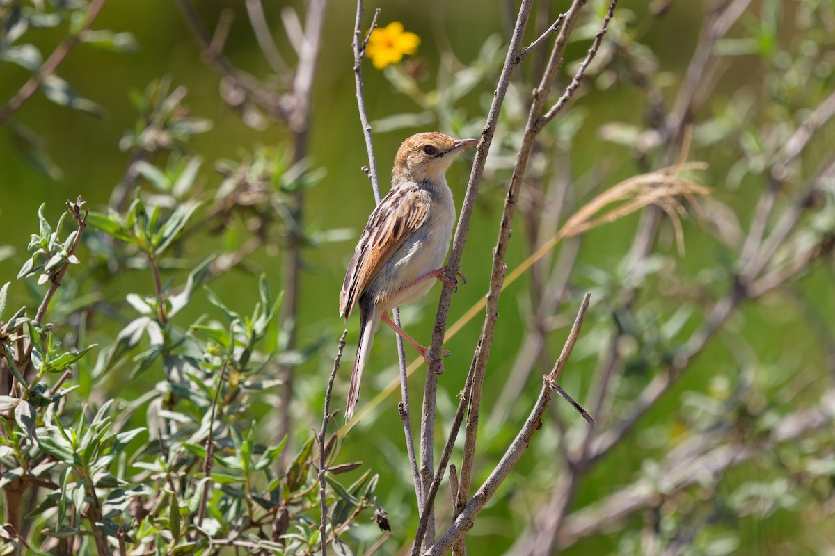 Winding Cisticola - ML645656901