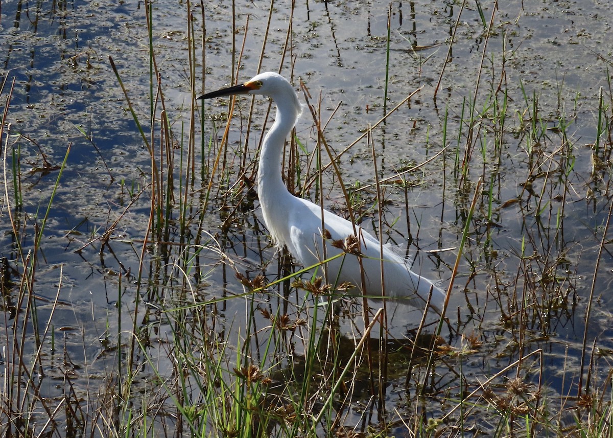 Snowy Egret - ML645656907