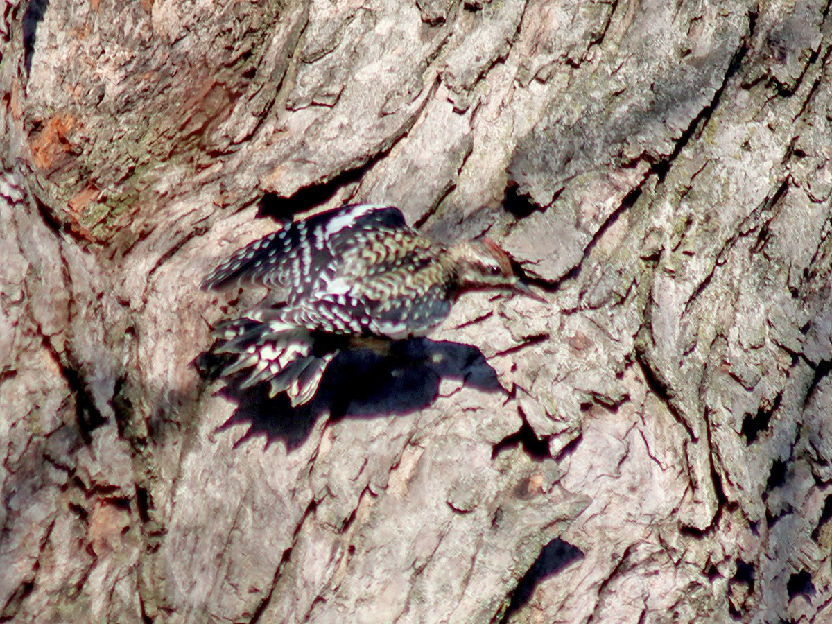 Yellow-bellied Sapsucker - ML645656908