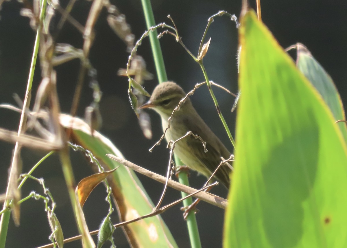 Palm Warbler - ML645656931