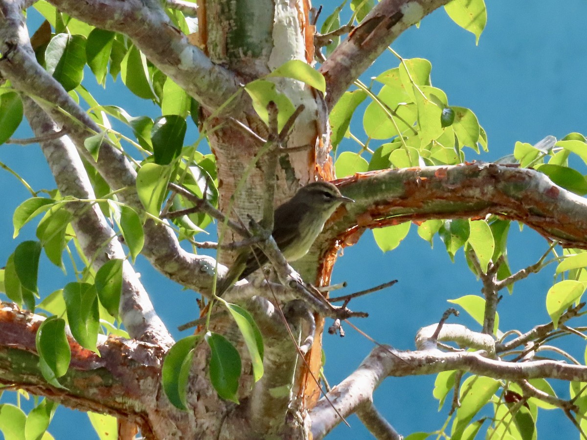 Palm Warbler - ML645656932