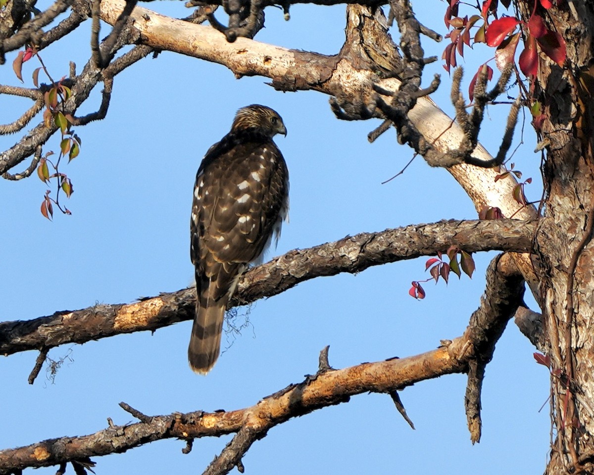 Cooper's Hawk - ML645656933