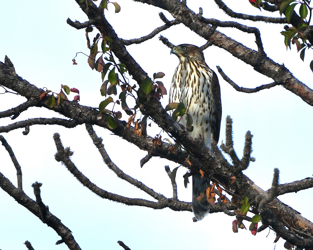 Cooper's Hawk - ML645656934