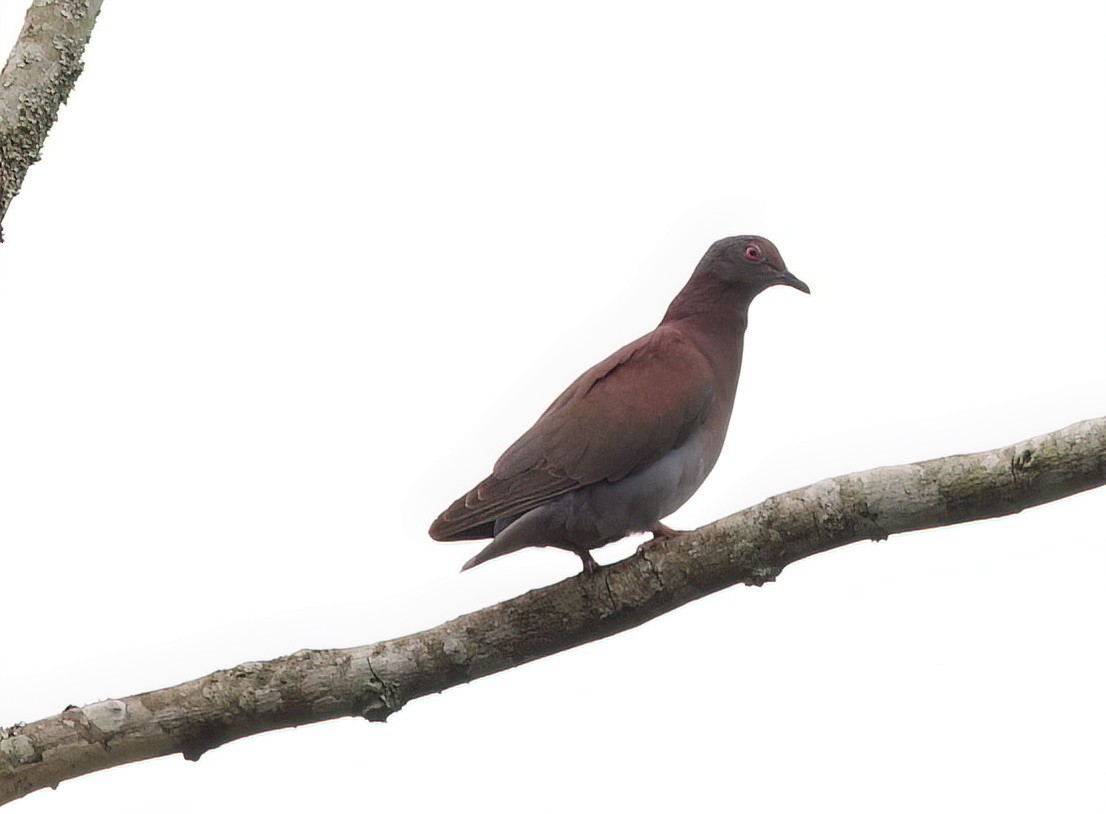 Paloma Colorada - ML645656935