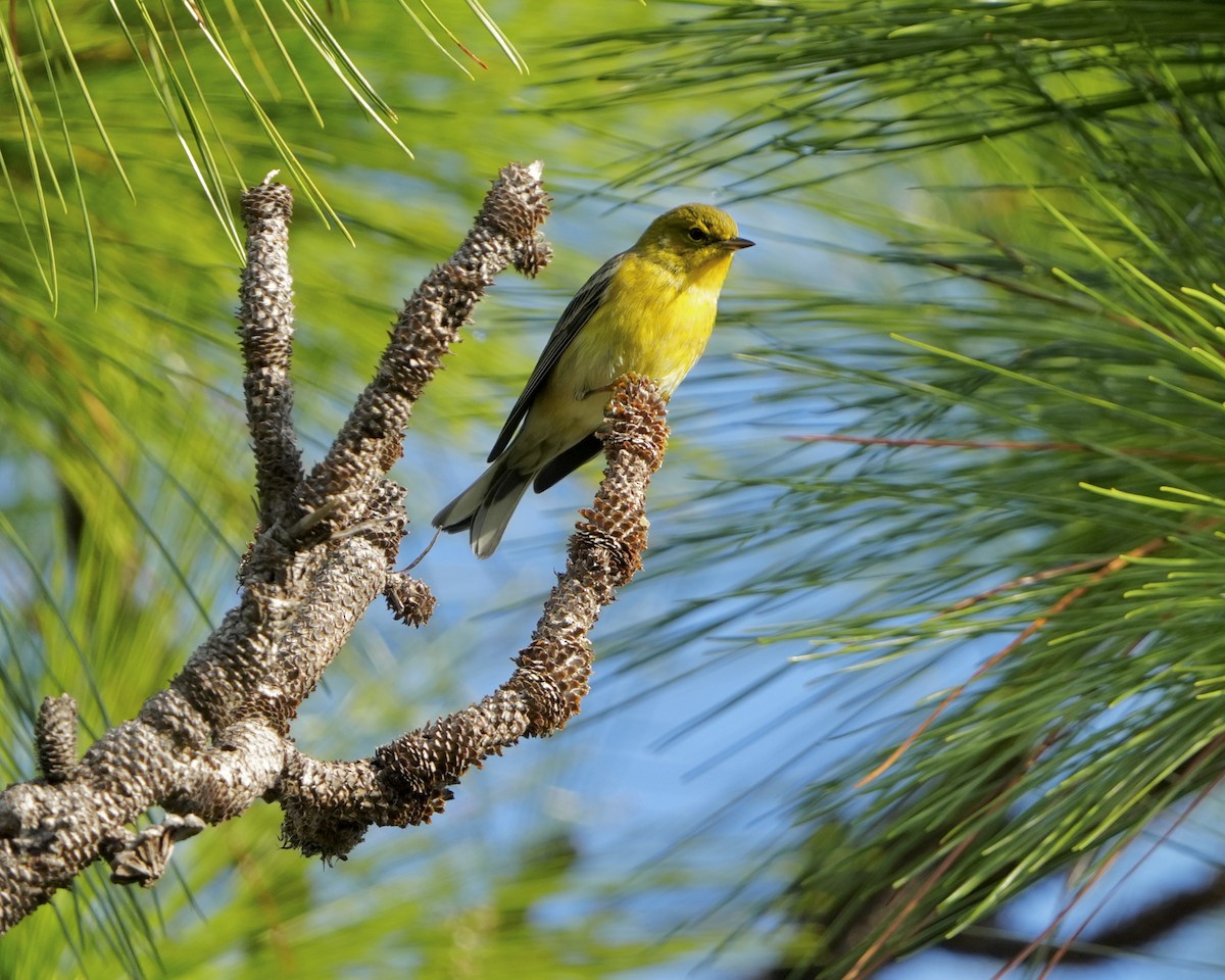 Pine Warbler - ML645656944