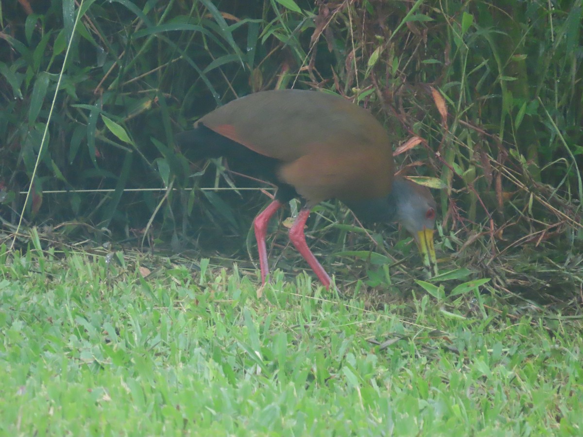 Russet-naped Wood-Rail - ML645656956