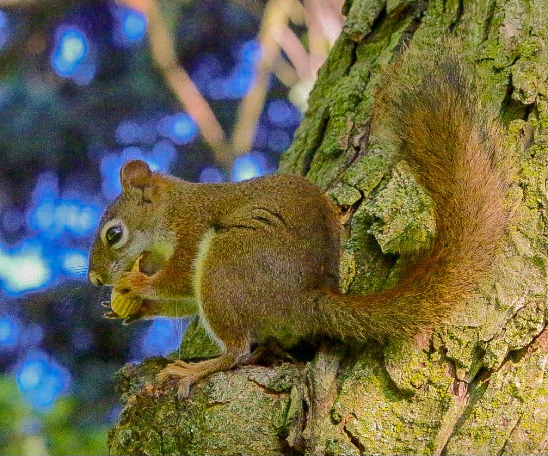 American Red Squirrel - ML645656957