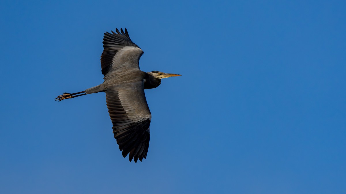 Gray Heron - ML645656958