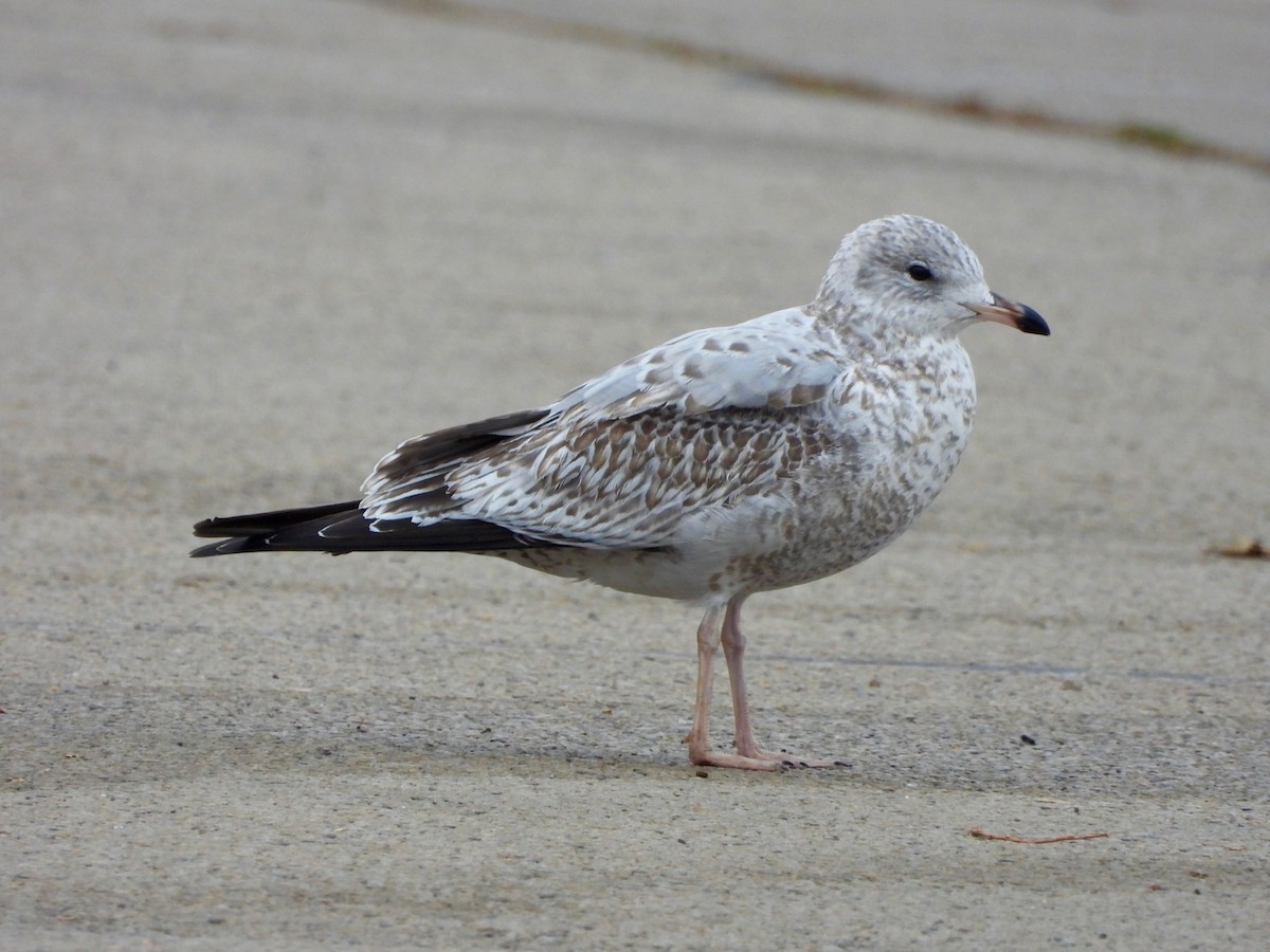 Ring-billed Gull - ML645656961