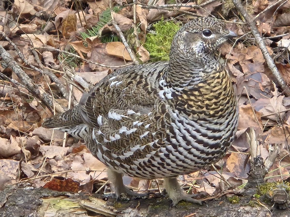 Spruce Grouse - ML645656963