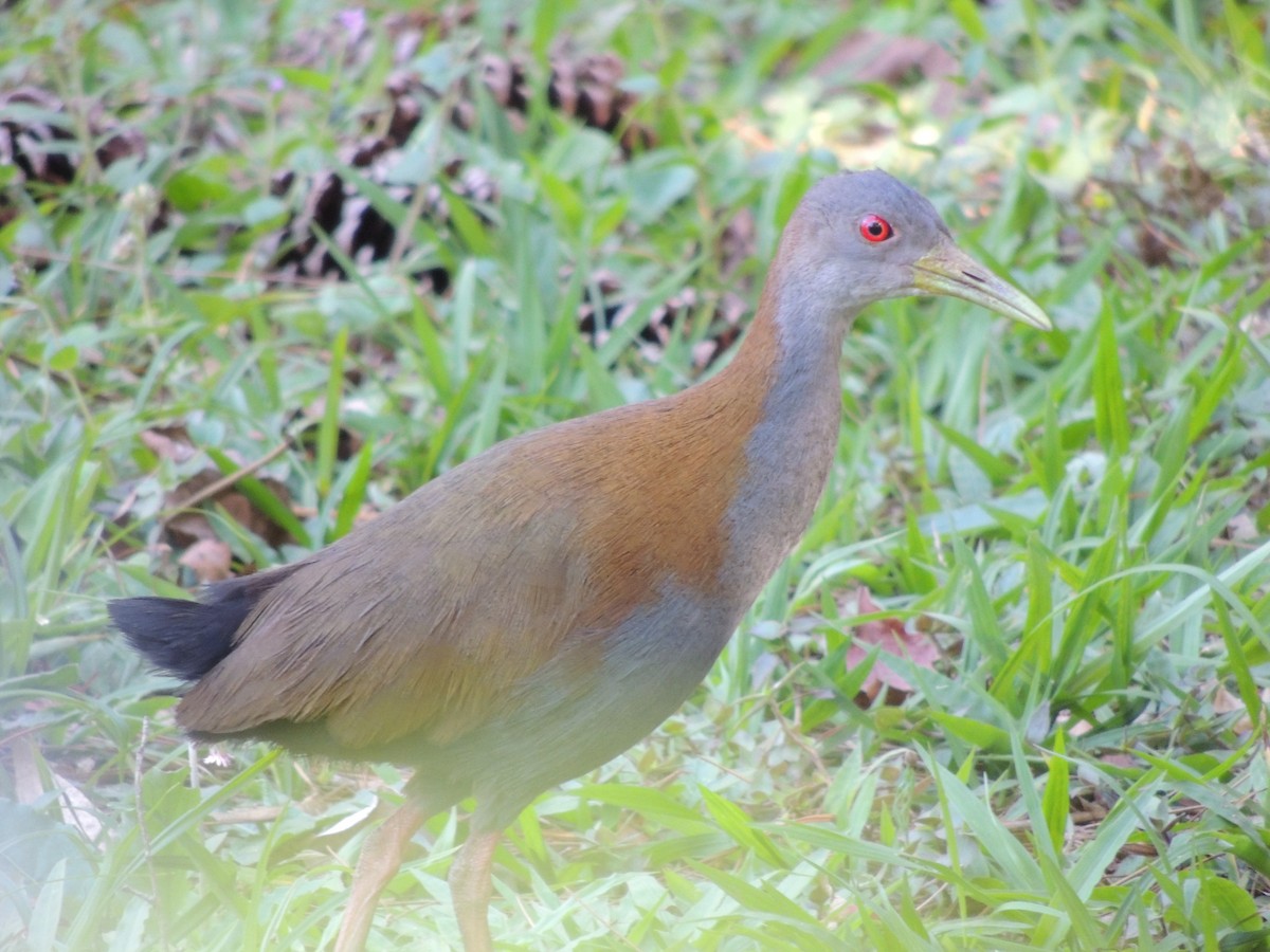 Slaty-breasted Wood-Rail - ML645656964