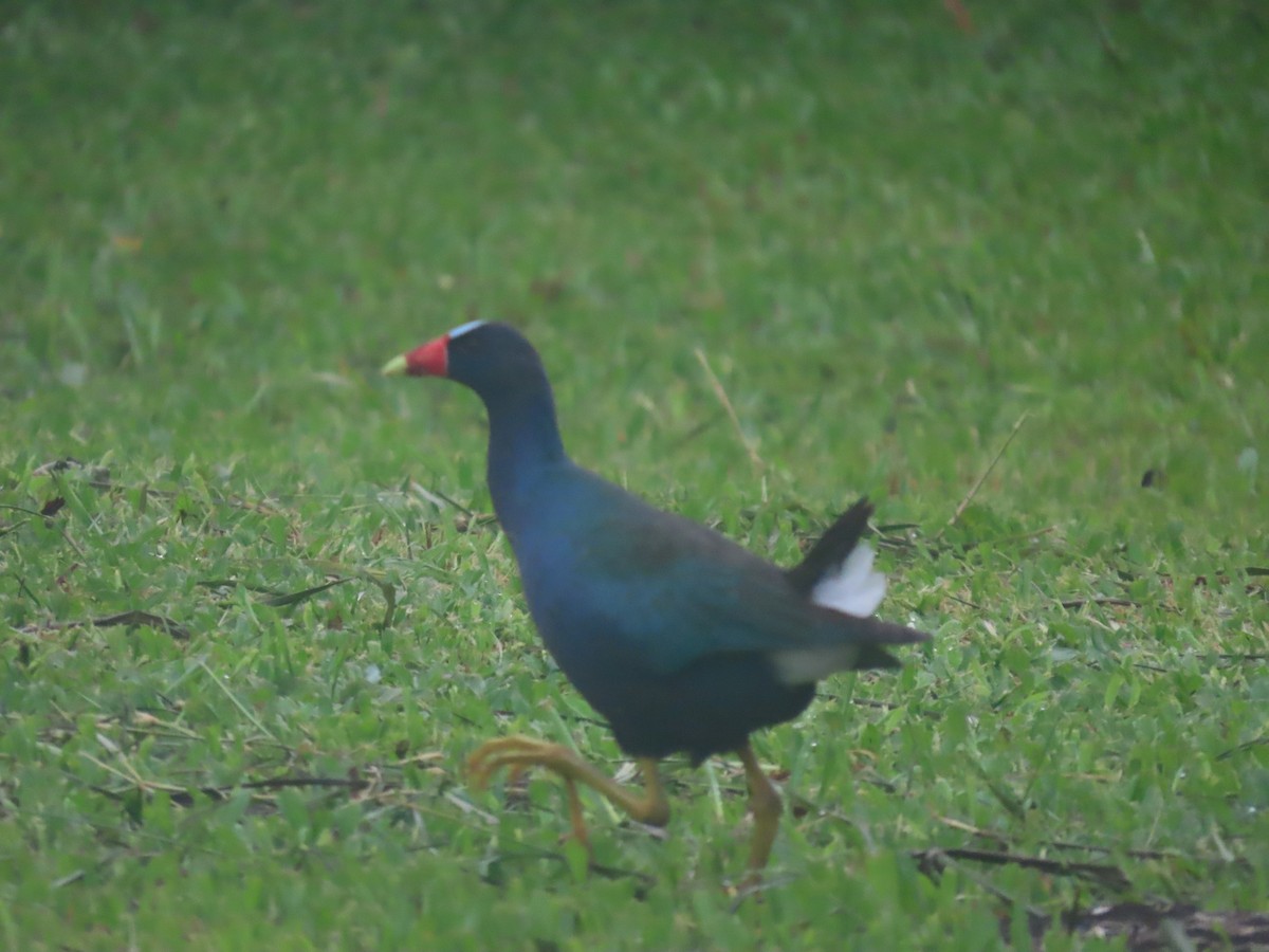 Purple Gallinule - ML645656966