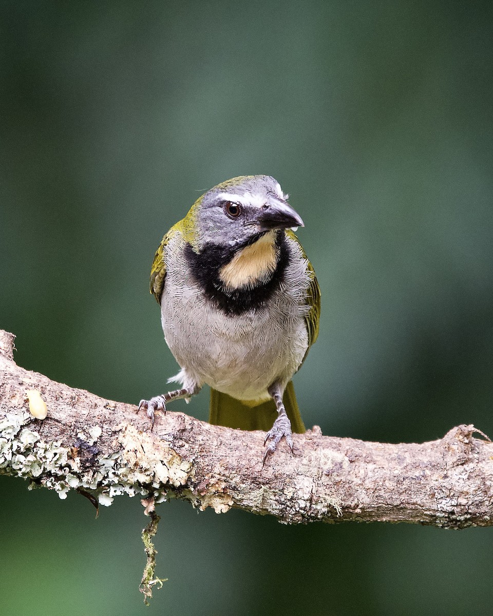 Buff-throated Saltator - ML645656968