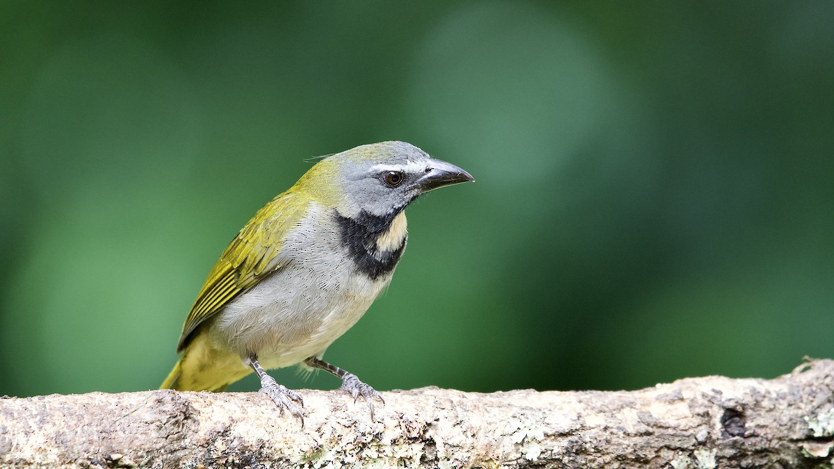 Buff-throated Saltator - ML645656969
