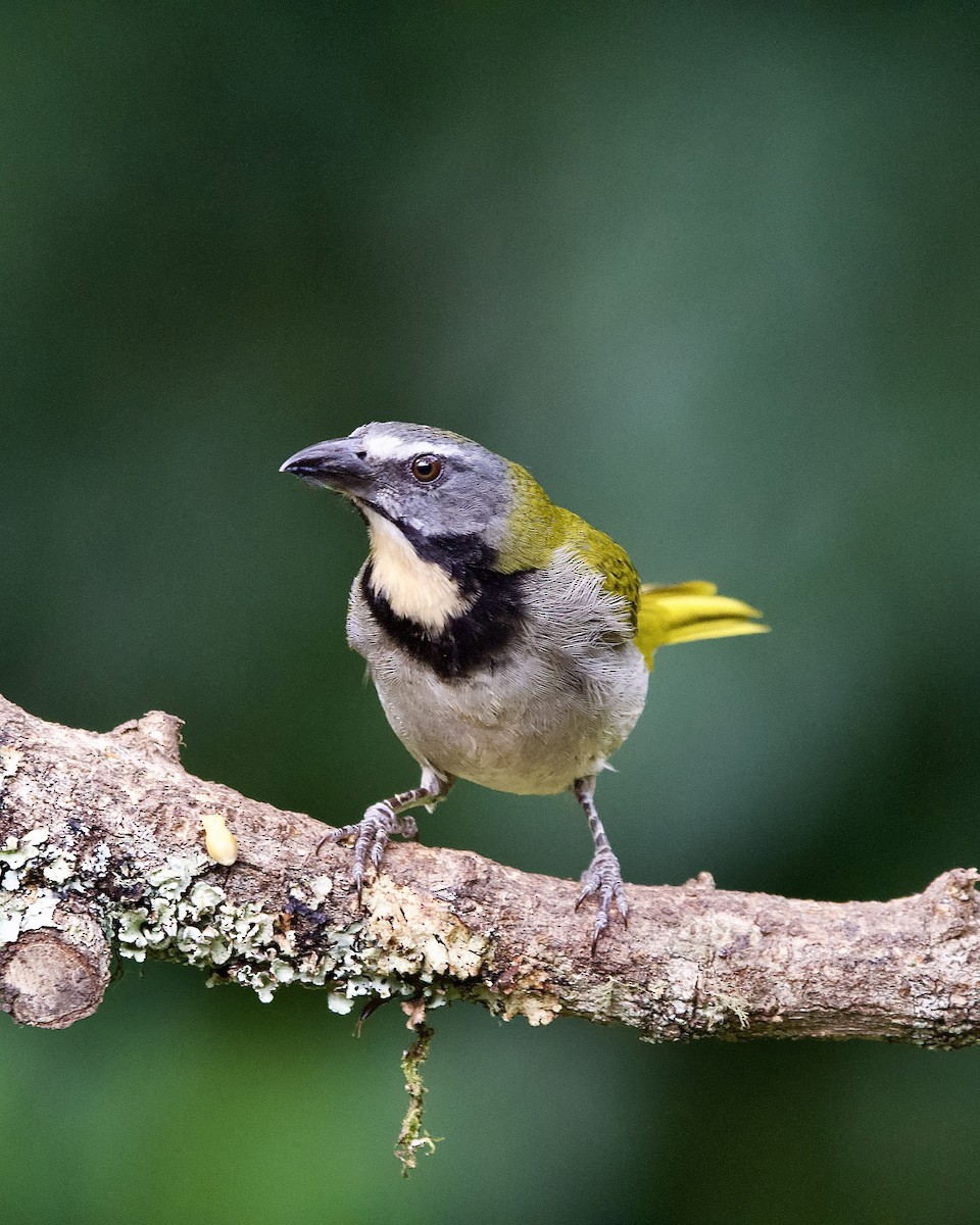 Buff-throated Saltator - ML645656970