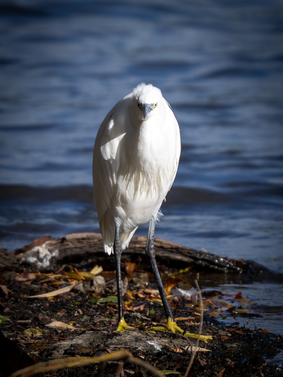 Little Egret - ML645656971