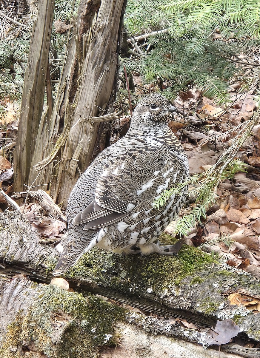 Spruce Grouse - ML645656972