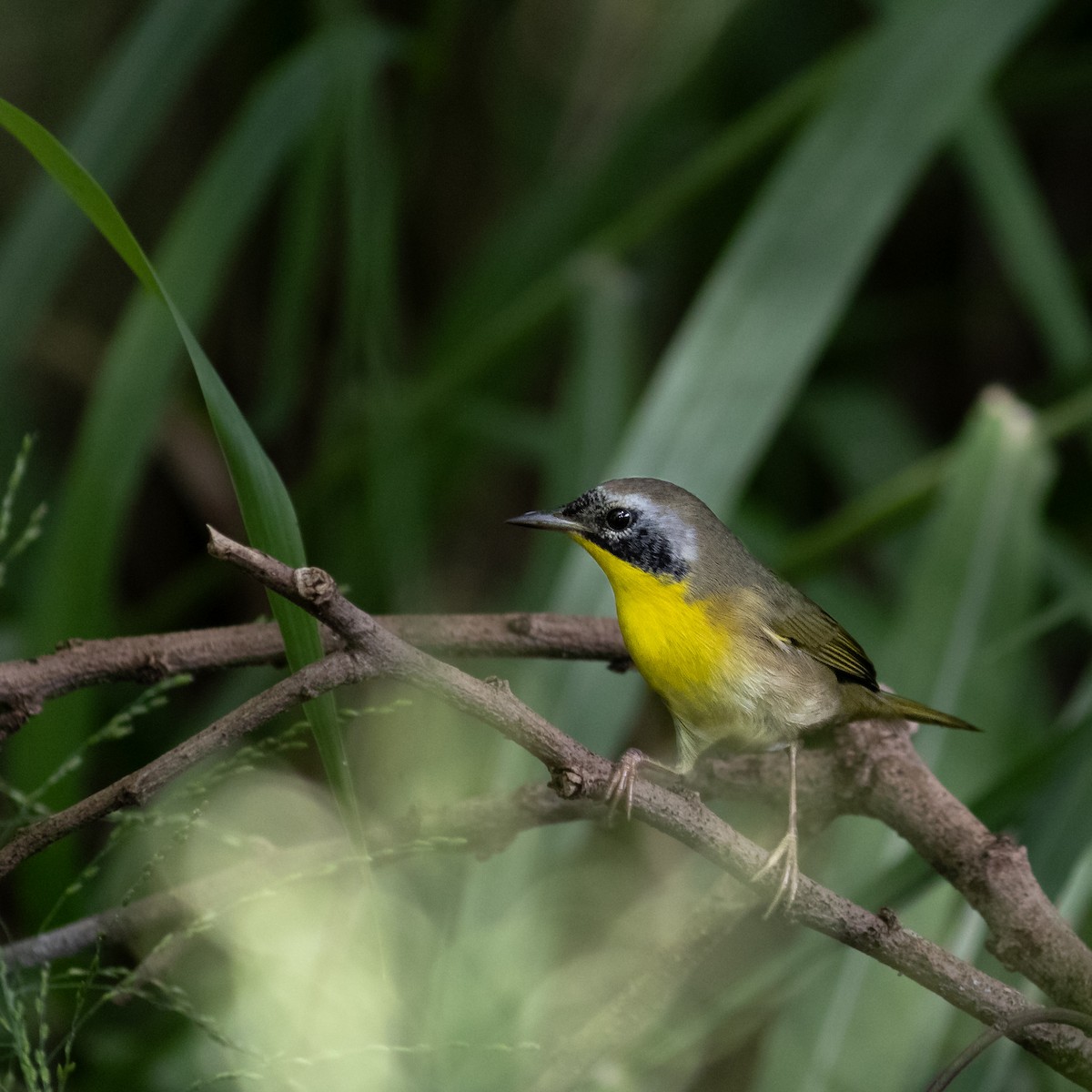 Common Yellowthroat - ML645656973