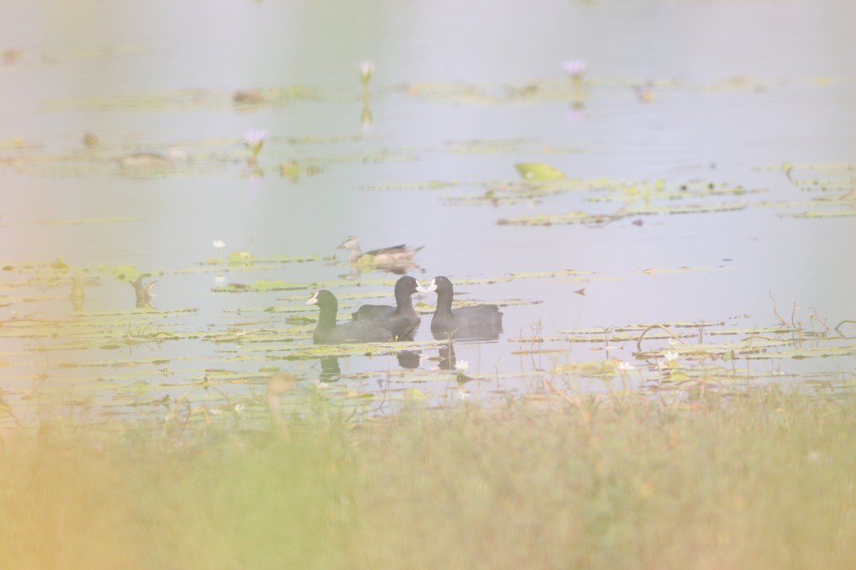 Eurasian Coot - ML645656974