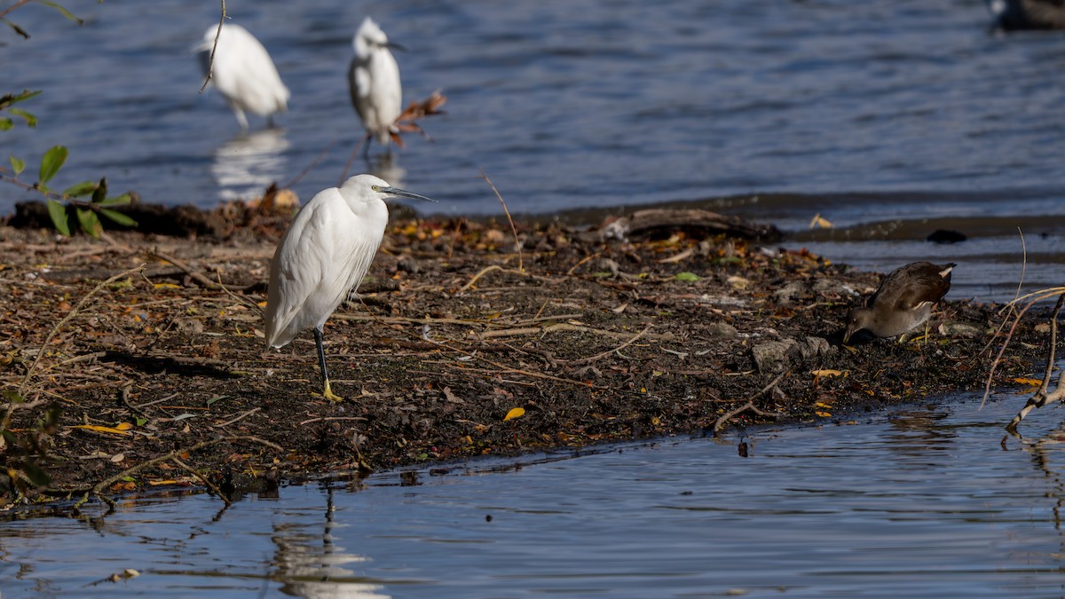 Little Egret - ML645656977
