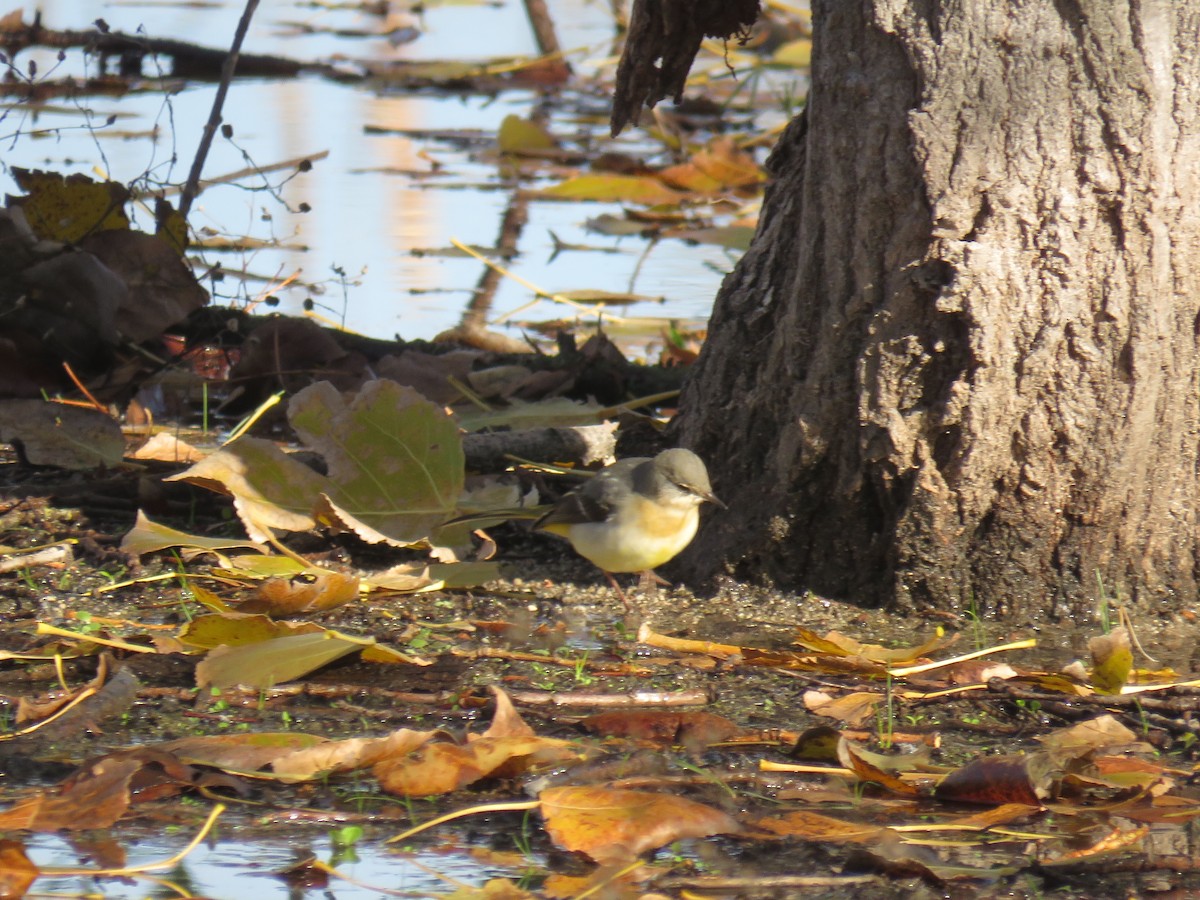 Gray Wagtail - ML645656978
