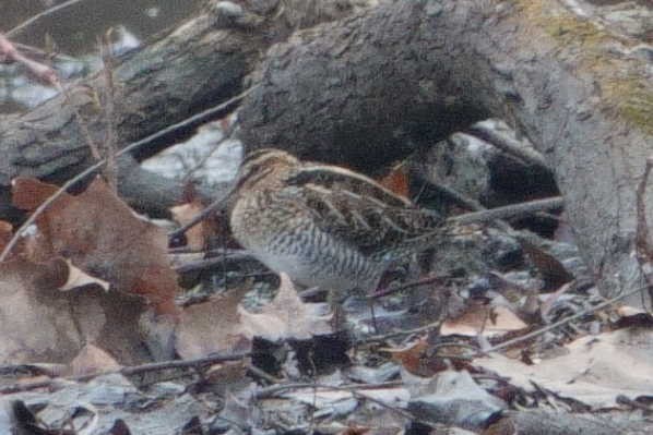 Wilson's Snipe - ML645656980