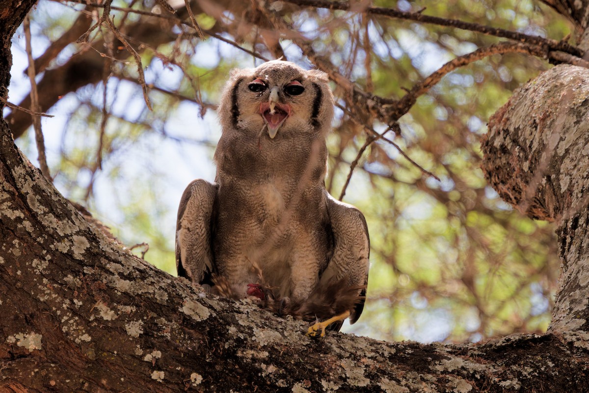 Verreaux's Eagle-Owl - ML645656981