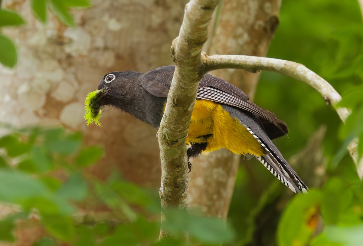 Green-backed Trogon - ML645656984