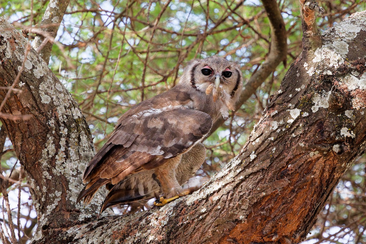 Verreaux's Eagle-Owl - ML645656985