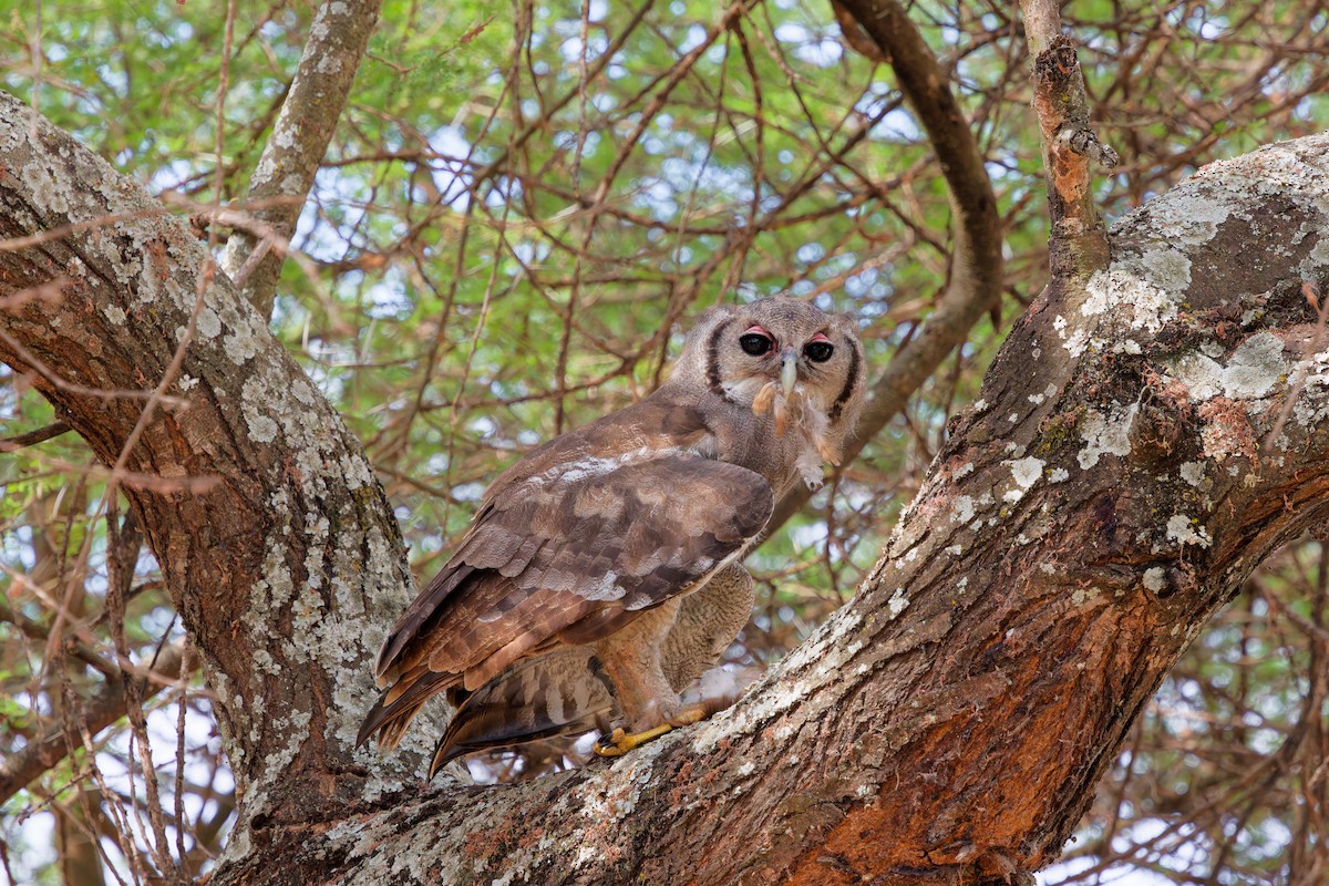 Verreaux's Eagle-Owl - ML645656986
