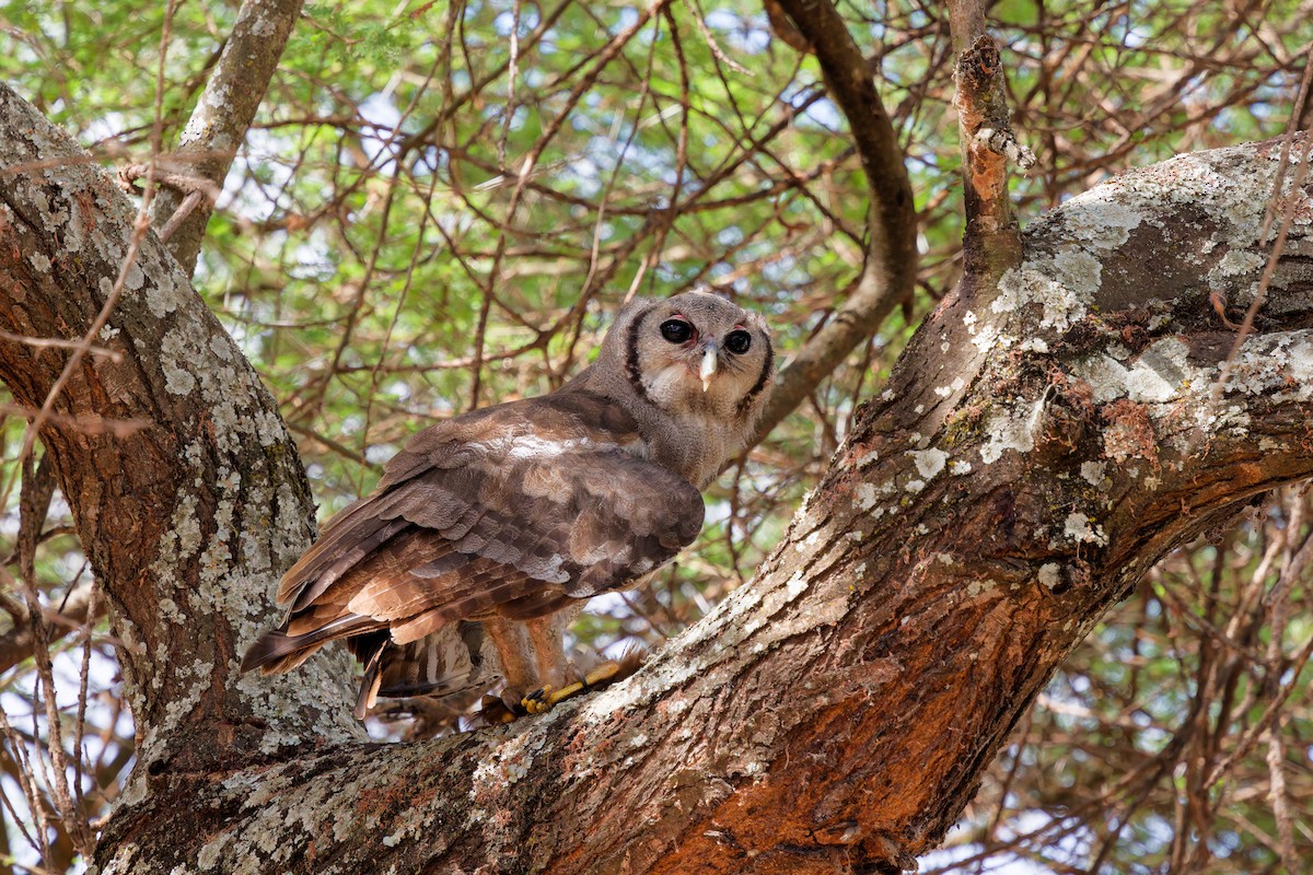 Verreaux's Eagle-Owl - ML645656987