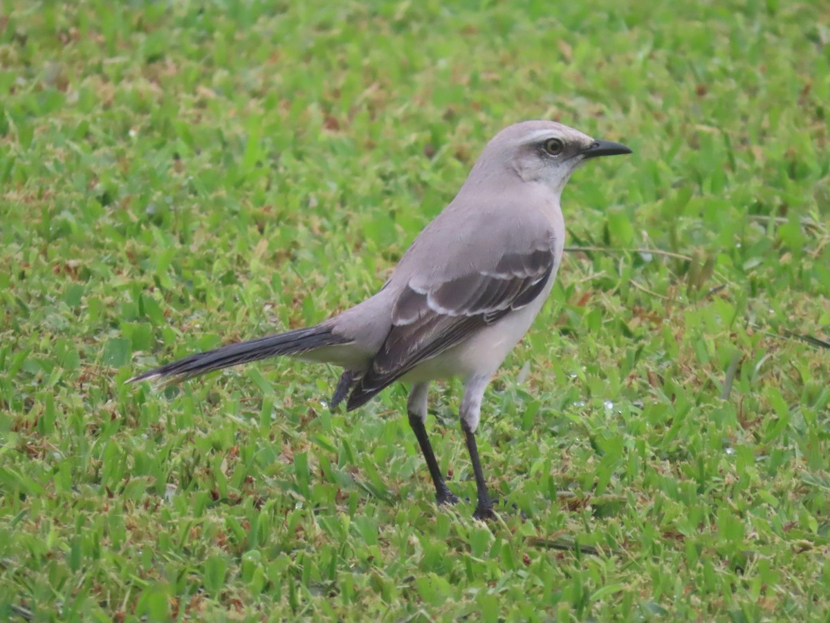 Tropical Mockingbird - ML645656988
