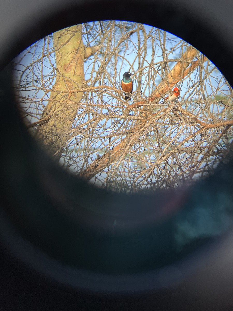 Superb Starling - ML645656989