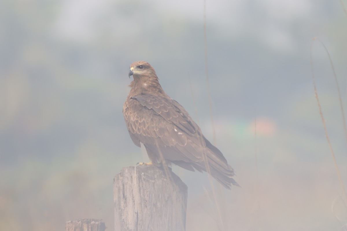 Black Kite - ML645656991