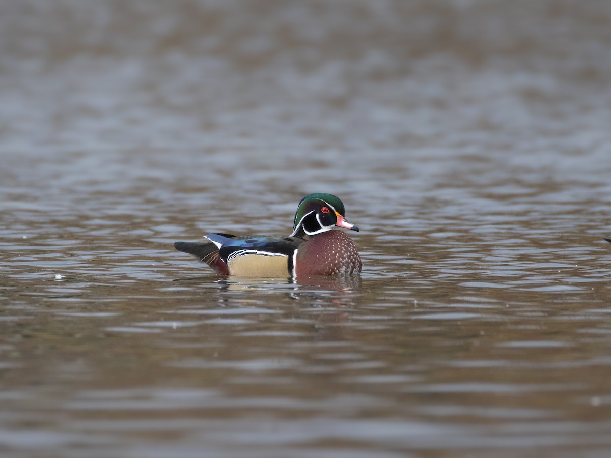 Wood Duck - ML645656992