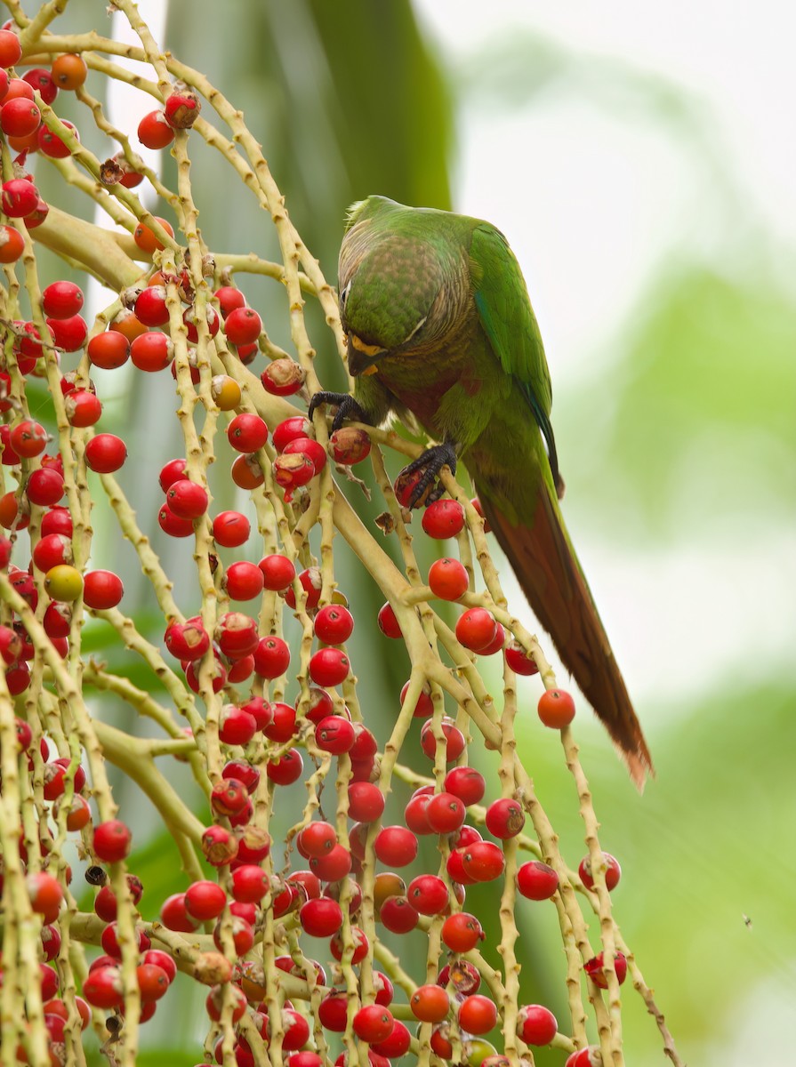 Maroon-bellied Parakeet - ML645656993