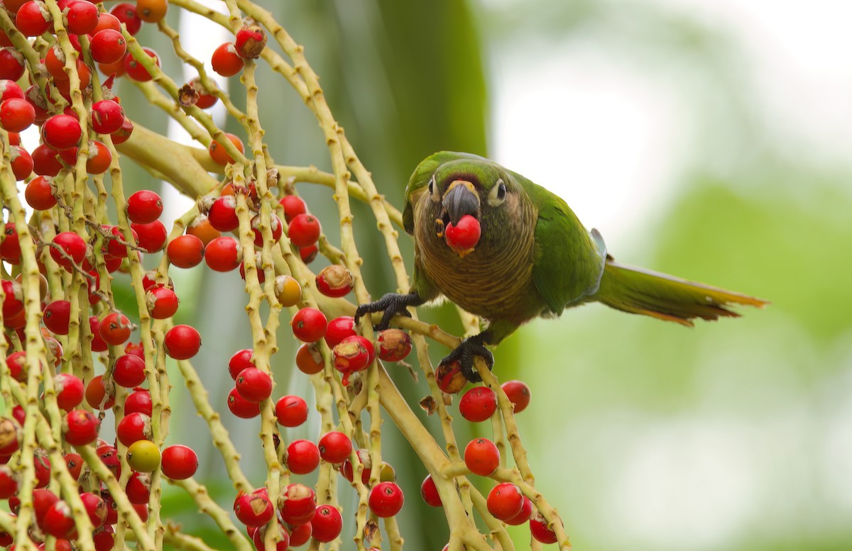 Maroon-bellied Parakeet - ML645656995