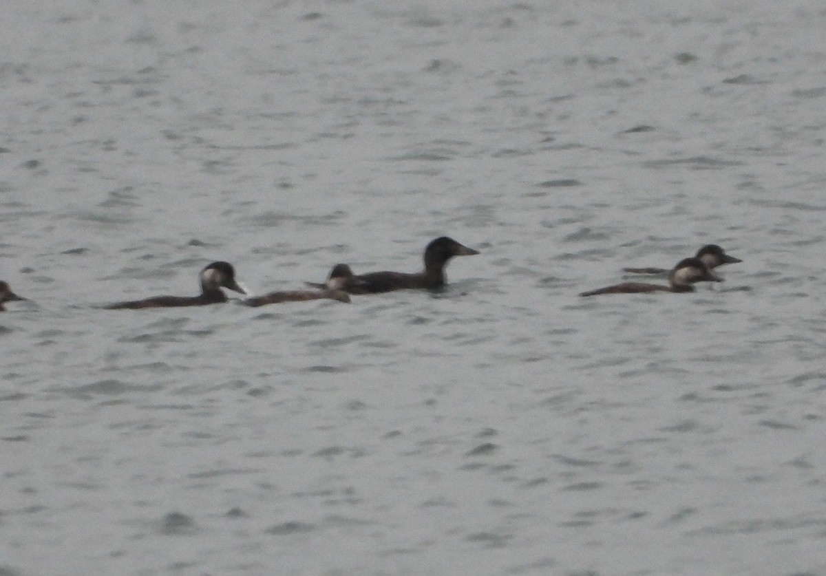 ヨーロッパクロガモ - ML645656997