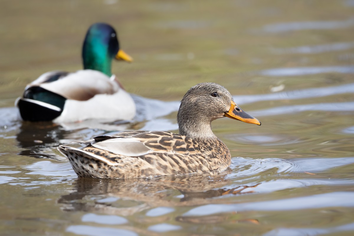 Mallard - ML645657000